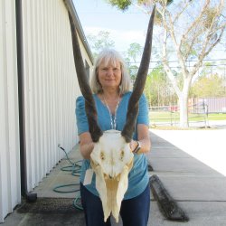 Craft Grade African Female Eland Skull with 25" Horns