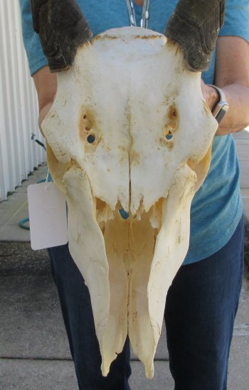Craft Grade African Female Eland Skull with 25" Horns