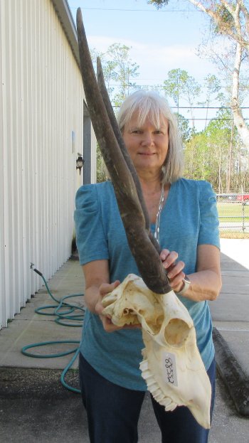 Craft Grade African Female Eland Skull with 25" Horns