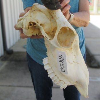 Craft Grade African Female Eland Skull with 25" Horns