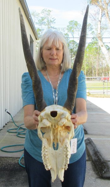 Craft Grade African Female Eland Skull with 25" Horns