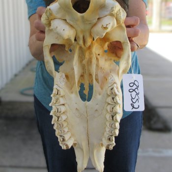 Craft Grade African Female Eland Skull with 25" Horns