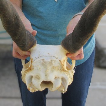 Craft Grade African Female Eland Skull with 25" Horns