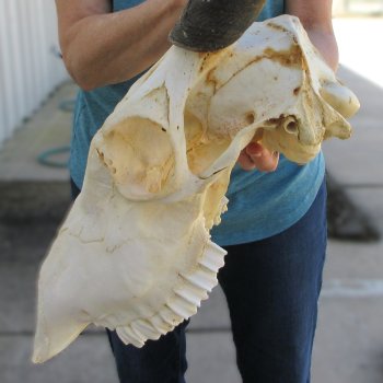 Craft Grade African Female Eland Skull with 25" Horns
