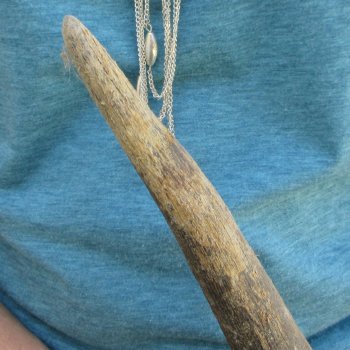 Craft Grade African Female Eland Skull with 25" Horns