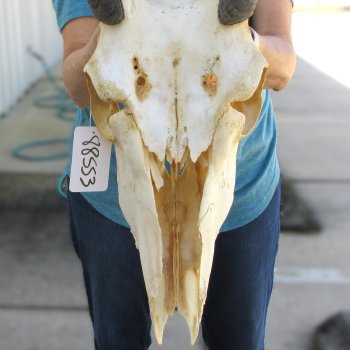 Craft Grade African Female Eland Skull with 26" Horns