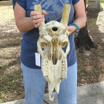 Craft Grade African Female Eland Skull NO HORNS