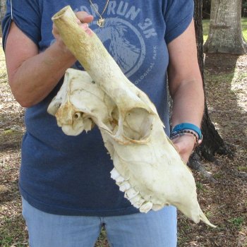 Craft Grade African Female Eland Skull NO HORNS