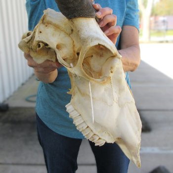 Craft Grade African Female Eland Skull with 26" Horns