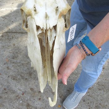 Craft Grade African Female Eland Skull NO HORNS