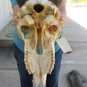 Craft Grade African Female Eland Skull with 26" Horns