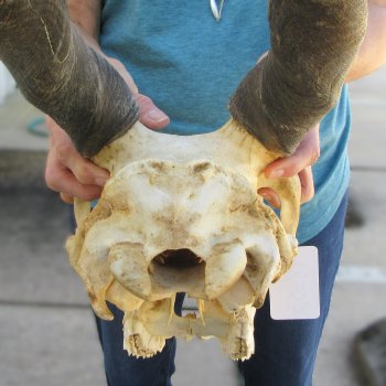 Craft Grade African Female Eland Skull with 26" Horns