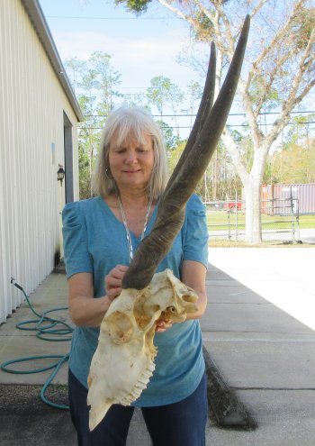 Craft Grade African Female Eland Skull with 26" Horns