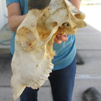 Craft Grade African Female Eland Skull with 26" Horns