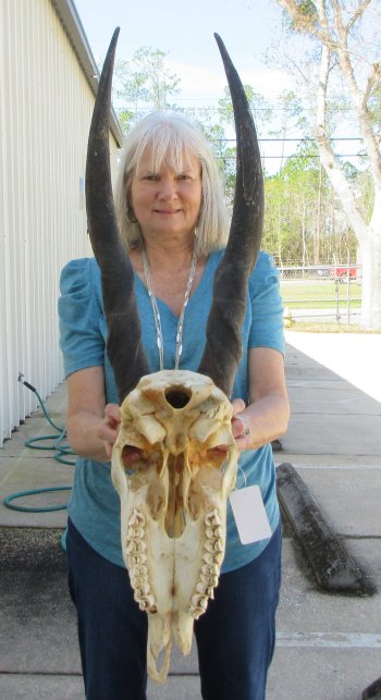 Craft Grade African Female Eland Skull with 25" Horns