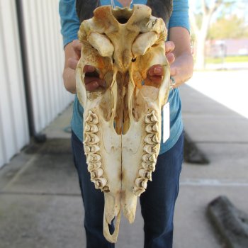Craft Grade African Female Eland Skull with 25" Horns