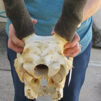 Craft Grade African Female Eland Skull with 25" Horns