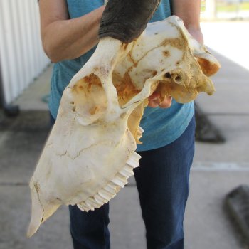 Craft Grade African Female Eland Skull with 25" Horns
