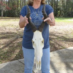 Craft Grade African Female Eland Skull with 27" Horns