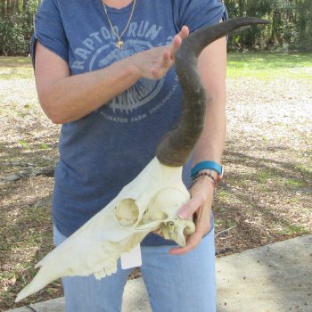 Slight B-Grade 15"  & 16" Horns on 16" Red Hartebeest Skull 