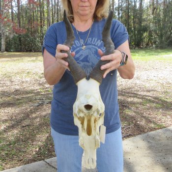 Craft Grade African Female Eland Skull with 27" Horns