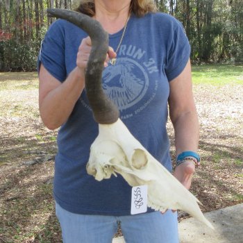 Slight B-Grade 15"  & 16" Horns on 16" Red Hartebeest Skull 