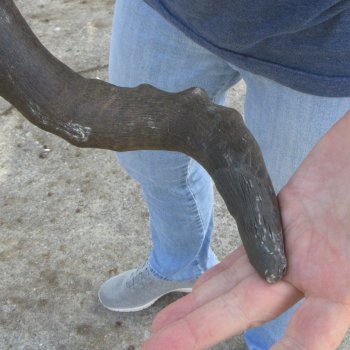 Craft Grade African Female Eland Skull with 27" Horns
