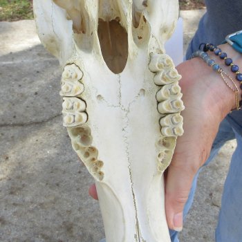 Slight B-Grade 15"  & 16" Horns on 16" Red Hartebeest Skull 