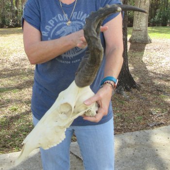 B-Grade 18" & 14" Horns on 16" Red Hartebeest Skull 