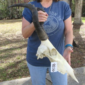 B-Grade 18" & 14" Horns on 16" Red Hartebeest Skull 