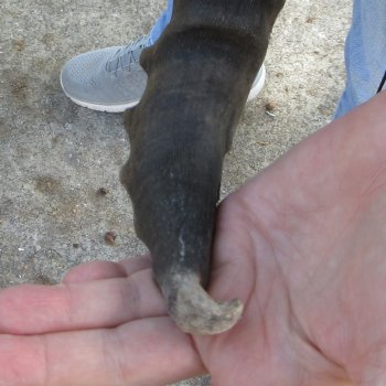 B-Grade 18" & 14" Horns on 16" Red Hartebeest Skull 