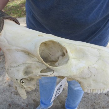B-Grade 18" & 14" Horns on 16" Red Hartebeest Skull 