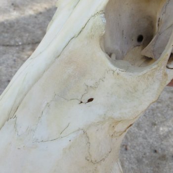 B-Grade 18" & 14" Horns on 16" Red Hartebeest Skull 