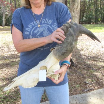 B-Grade 19" Horns on 16" Red Hartebeest Skull 