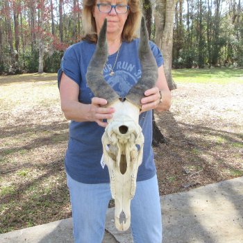 B-Grade 19" Horns on 16" Red Hartebeest Skull 