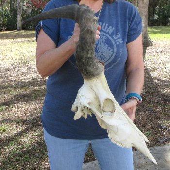 B-Grade 19" Horns on 16" Red Hartebeest Skull 