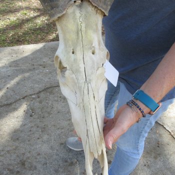 B-Grade 19" Horns on 16" Red Hartebeest Skull 