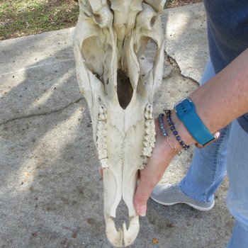 B-Grade 19" Horns on 16" Red Hartebeest Skull 