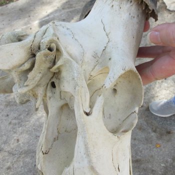 B-Grade 19" Horns on 16" Red Hartebeest Skull 