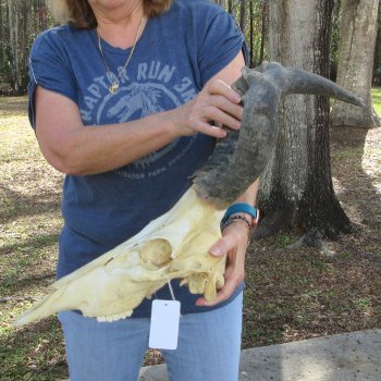 B-Grade 17" Horns on 15" Red Hartebeest Skull 