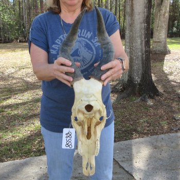 B-Grade 17" Horns on 15" Red Hartebeest Skull 