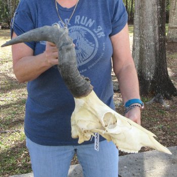 B-Grade 17" Horns on 15" Red Hartebeest Skull 