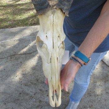 B-Grade 17" Horns on 15" Red Hartebeest Skull 