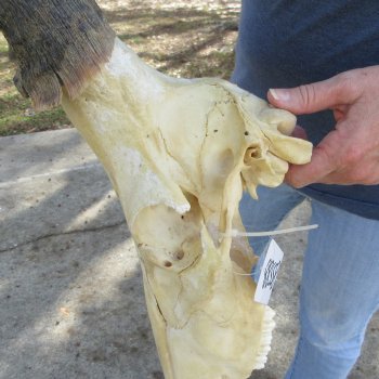 B-Grade 17" Horns on 15" Red Hartebeest Skull 