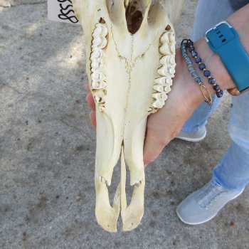 B-Grade 17" Horns on 15" Red Hartebeest Skull 