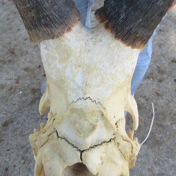 B-Grade 17" Horns on 15" Red Hartebeest Skull 