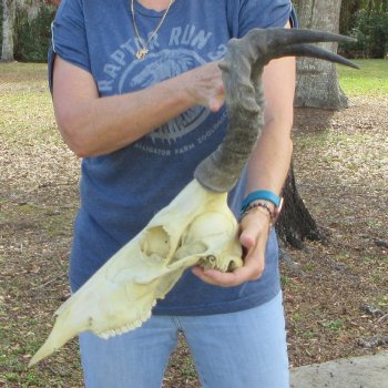 B-Grade 17" Horns on 17" Red Hartebeest Skull 