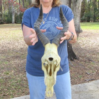 B-Grade 17" Horns on 17" Red Hartebeest Skull 
