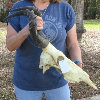B-Grade 17" Horns on 17" Red Hartebeest Skull 