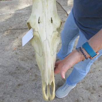 B-Grade 17" Horns on 17" Red Hartebeest Skull 